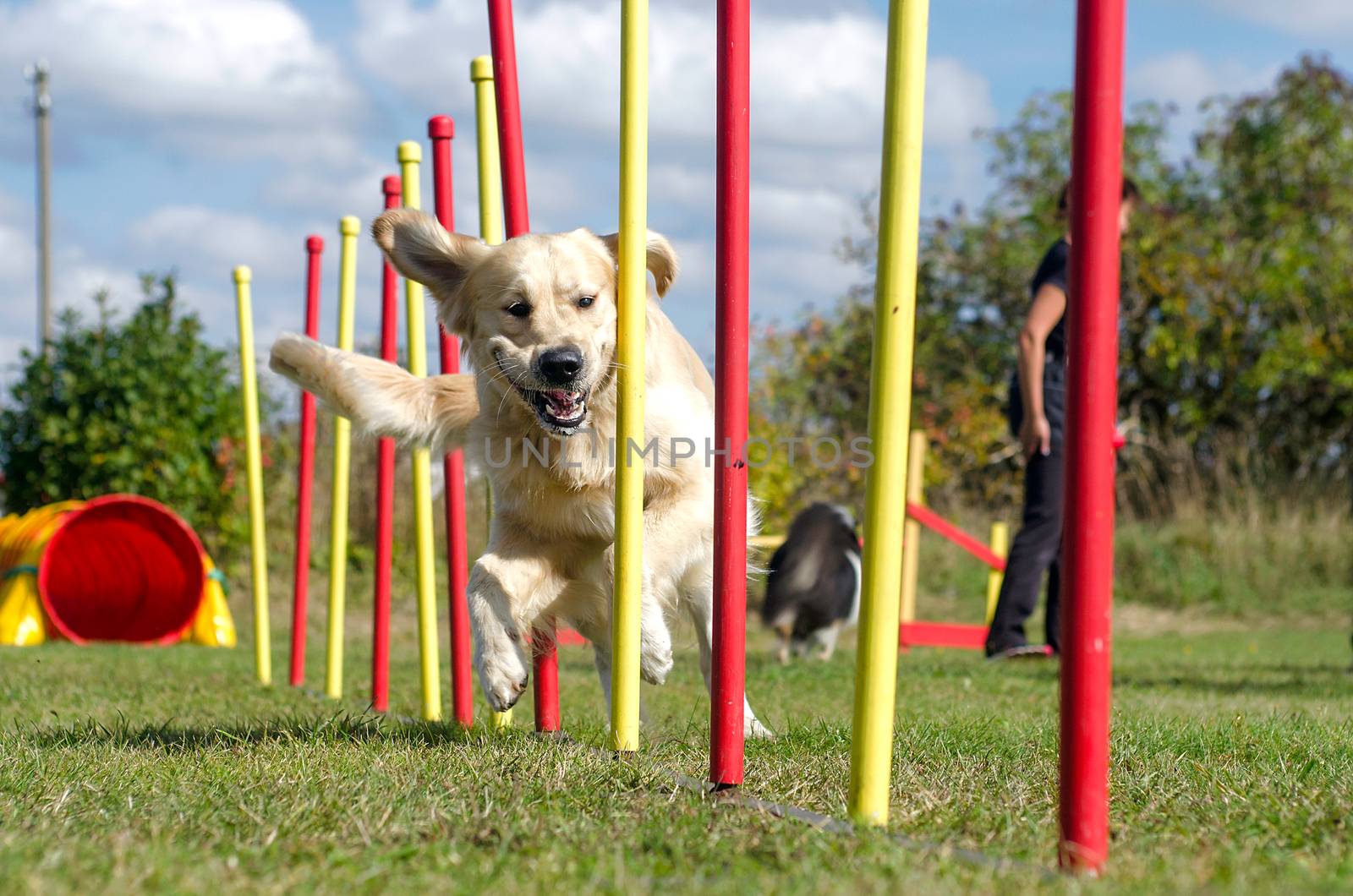 Dog agility slalom, sports competitions of dogs in the summer in by KajaNi