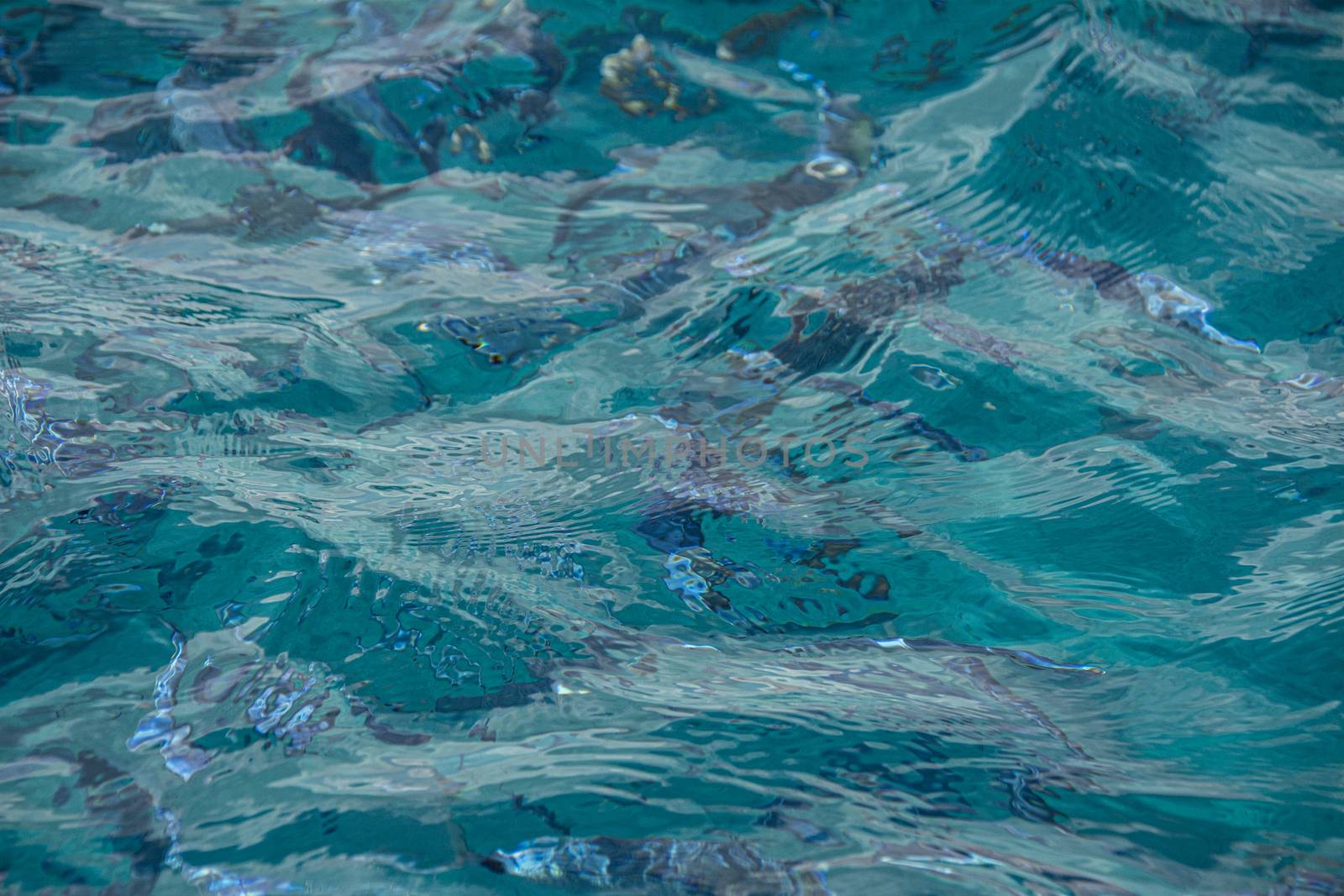 Fish swim in the sea in Sardinia under the transparent water of sea