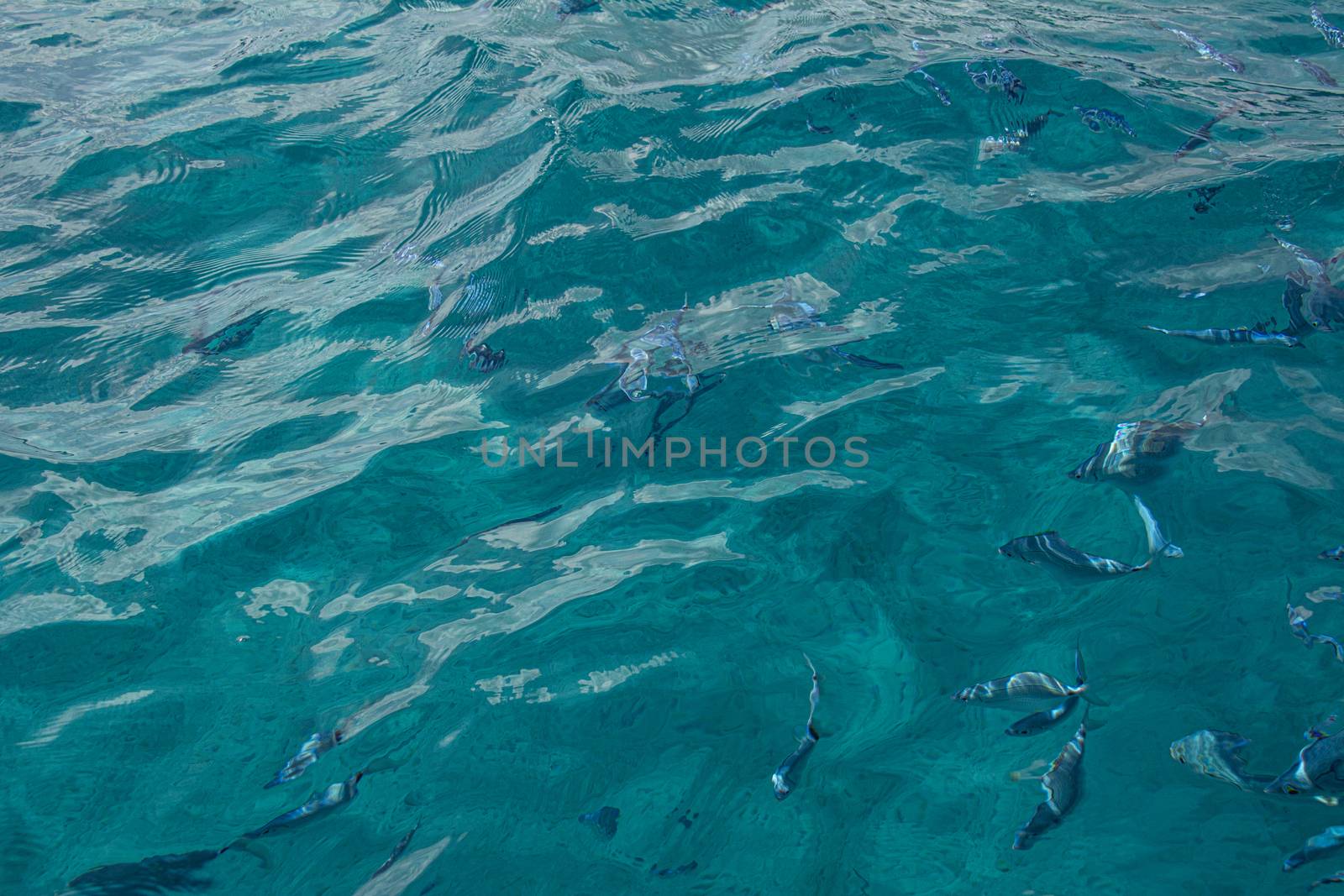 Fish swim in the sea in Sardinia under the transparent water of sea