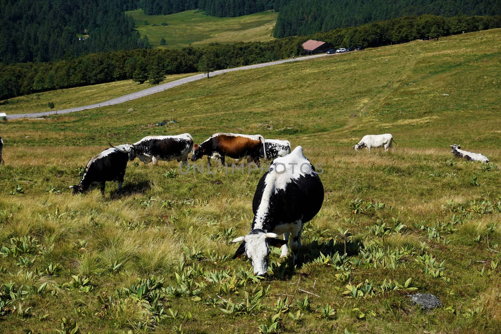 Herd of Vosges cattle grazing on mountain pasture by pisces2386