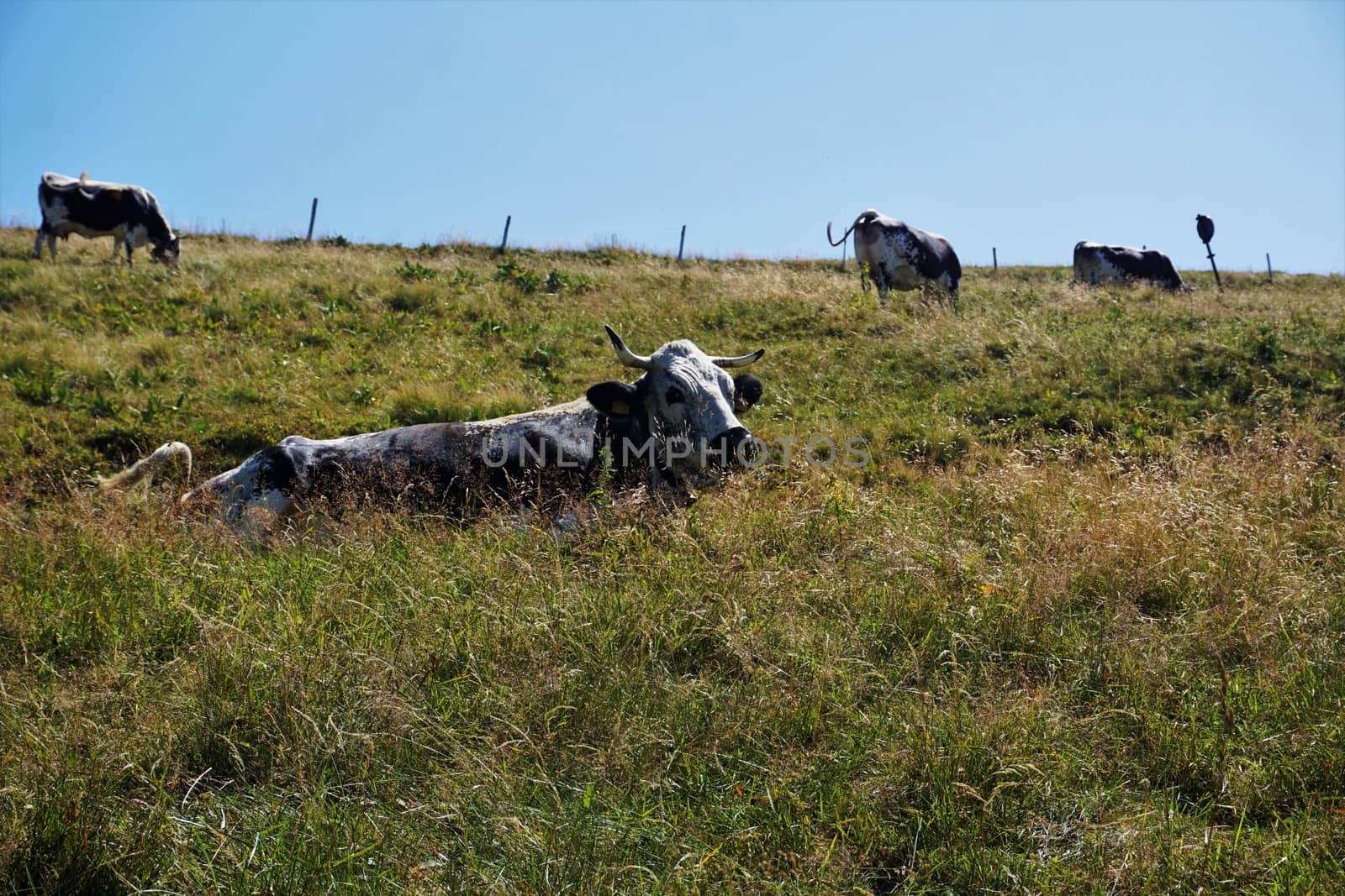 Herd of vosges cattle grazing and lying on mountain pasture in France