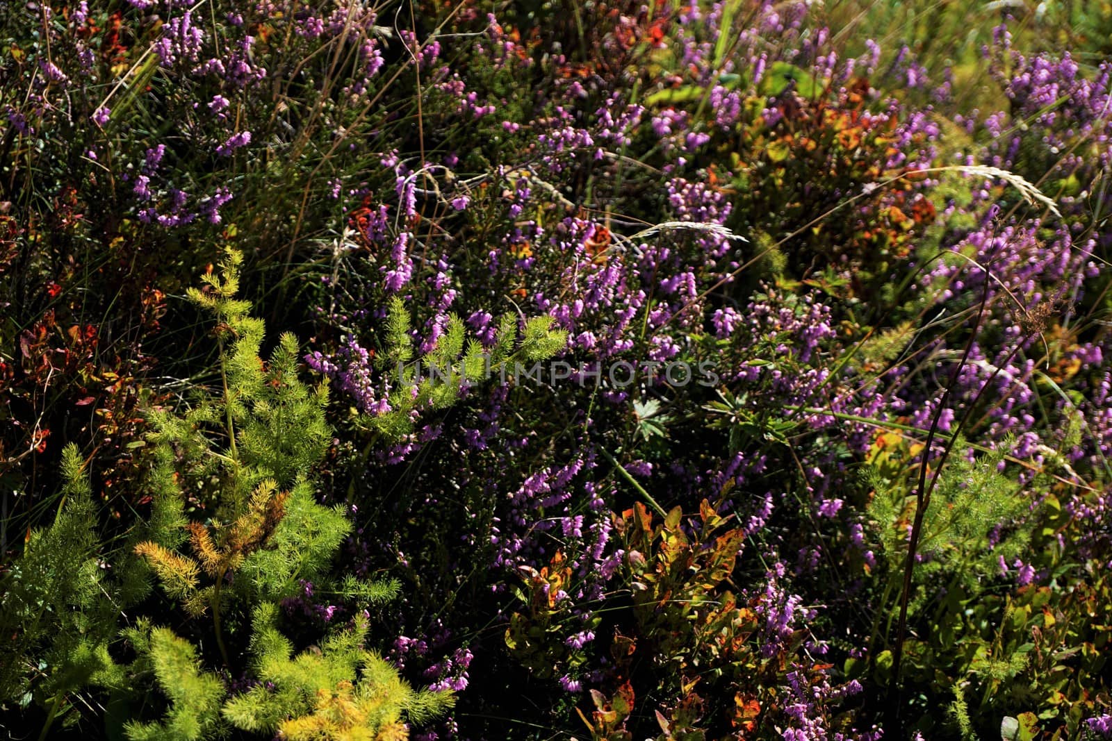 Common heather Calluna spotted on a meadow on the flanks of Hohneck mountain, France