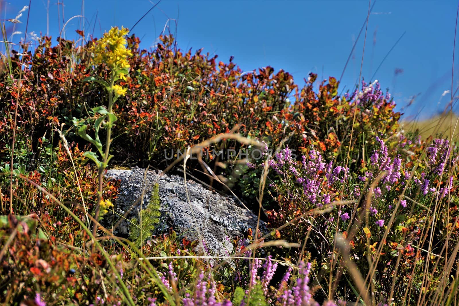 Different types of wildflowers and shrubs including Calluna and Vaccinium myrtillus spotted in the Vosges