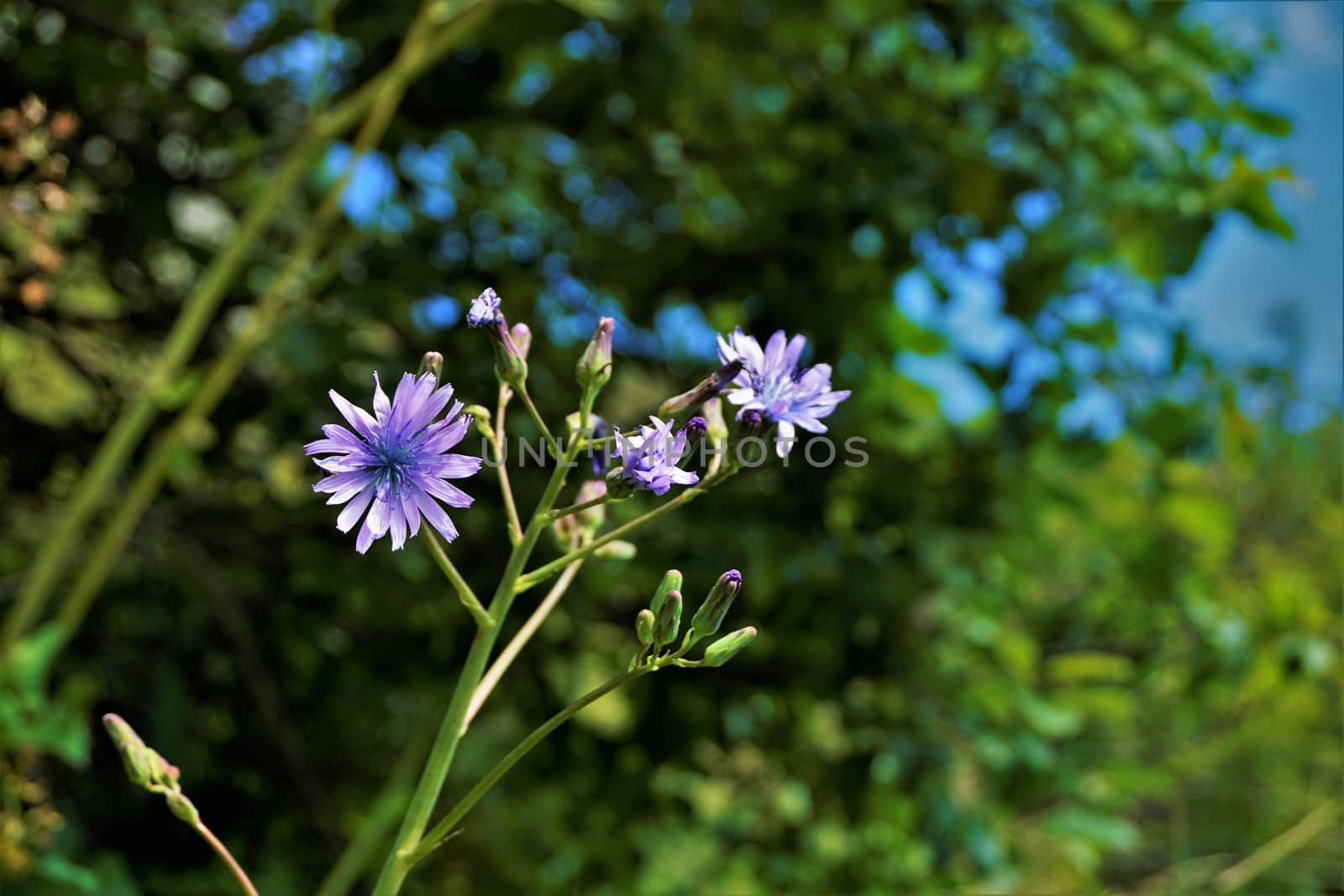 Close up of Lactuca macrophylla wildflower spotted on a meadow in France