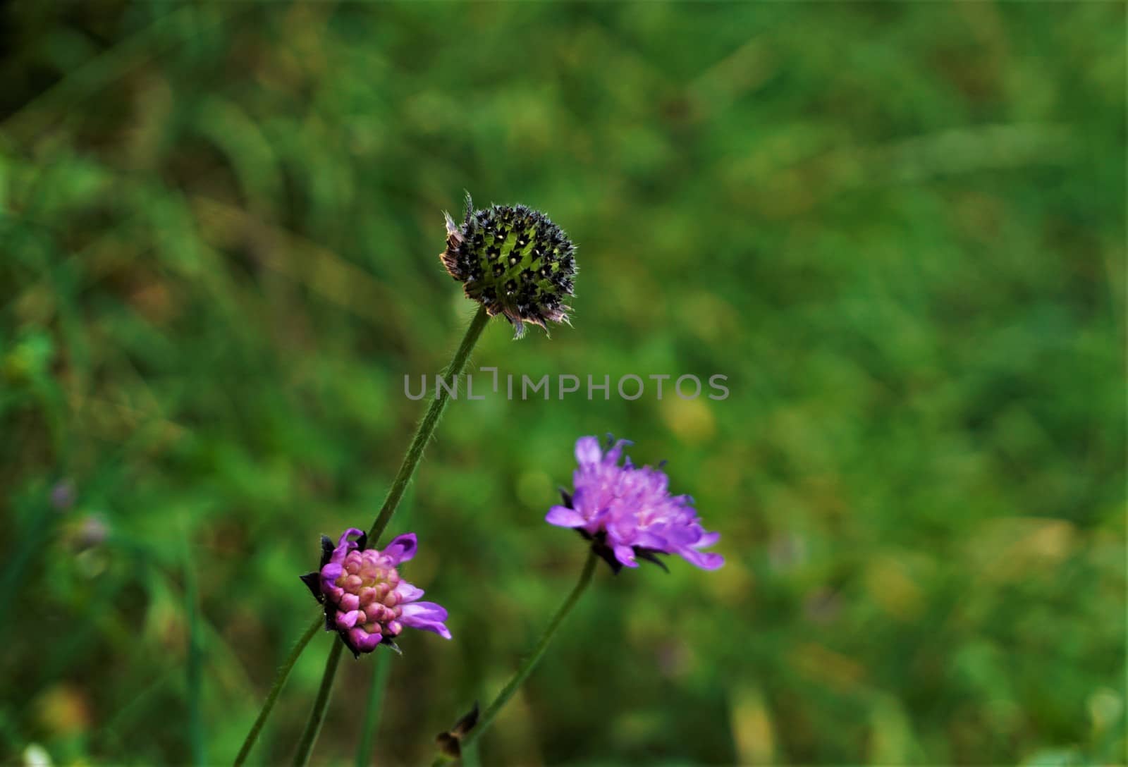 Purple blossoms of Scabiosa plants spotted in the Vosges, France