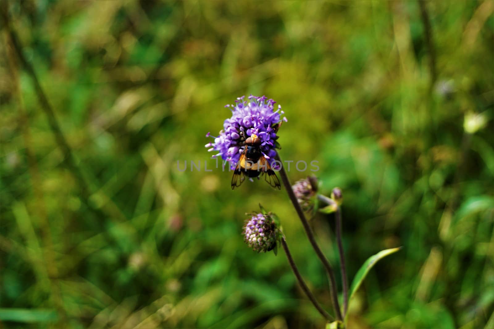 A hoverfly spotted on the blossom of a Scabiosa flower