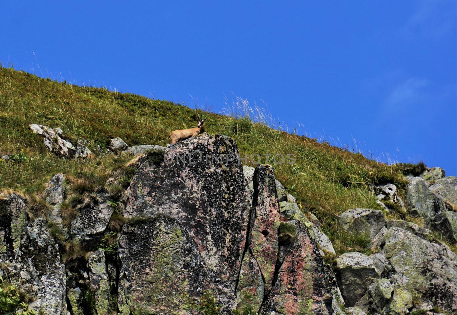 Close-up of a Chamois on a cliff in the Vosges, France