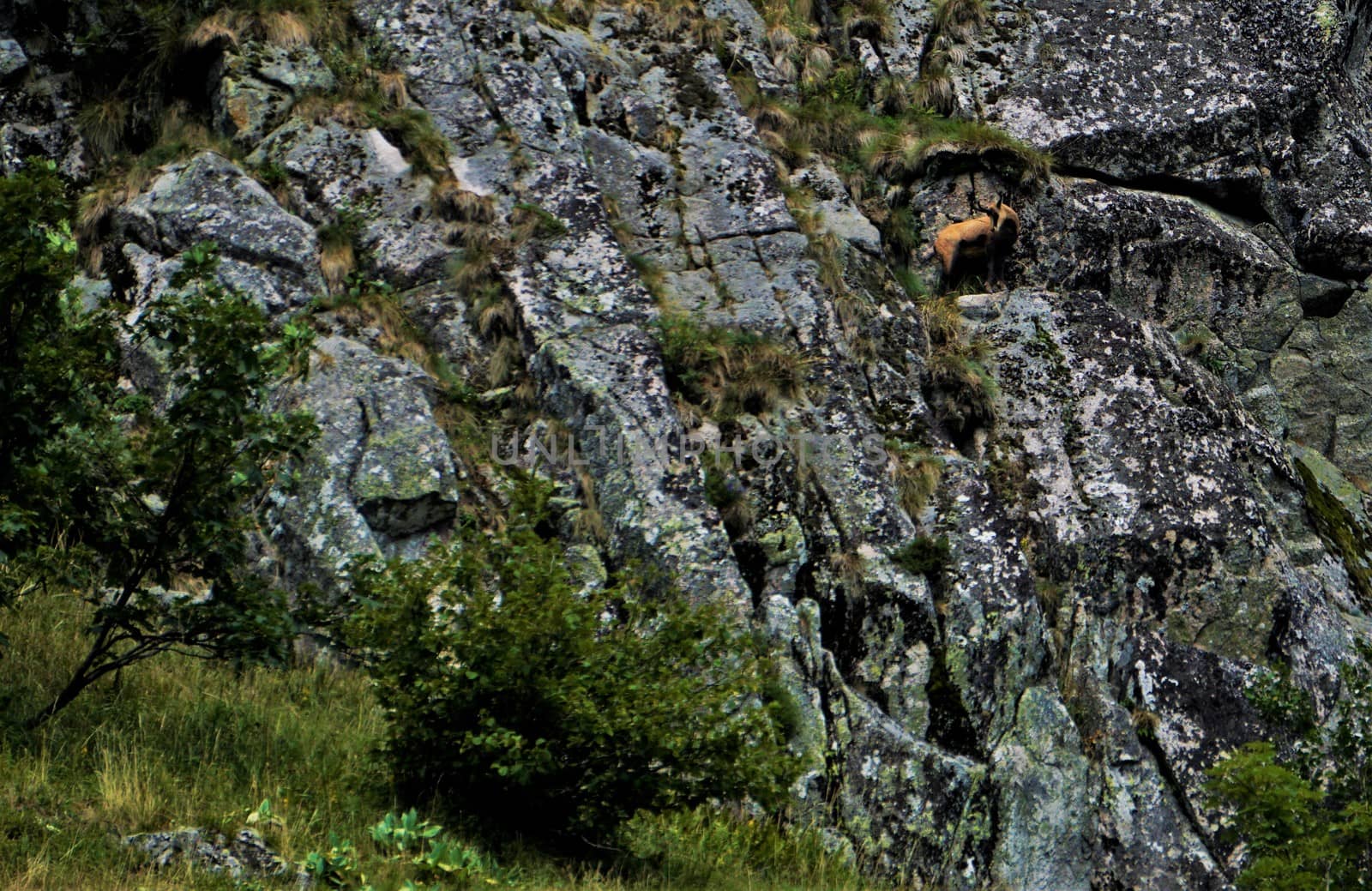 Chamois goat-antelope in front of a rock wall in the Grand Est region of France
