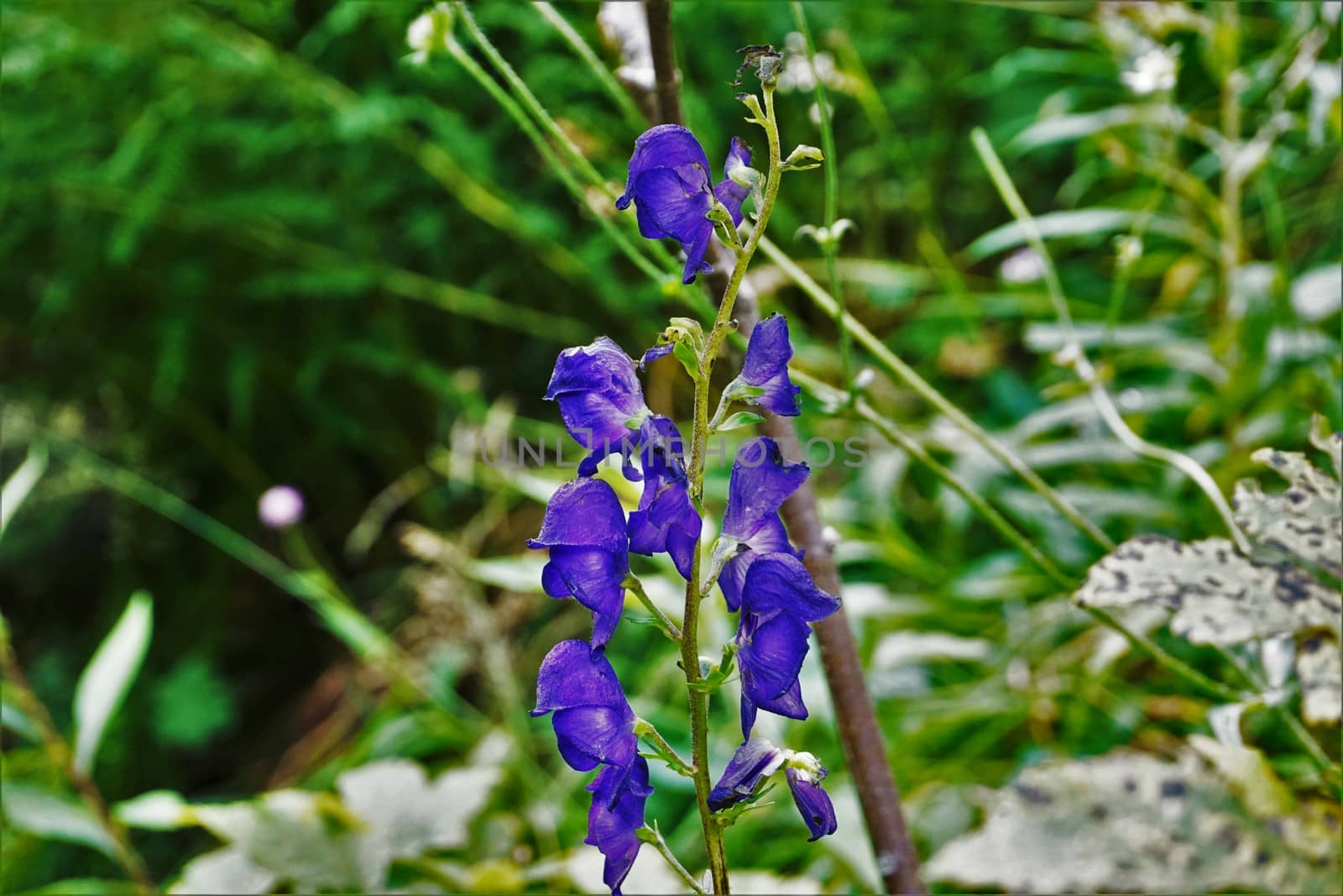 Blossoms of Wolfsbane spotted in a forest in France