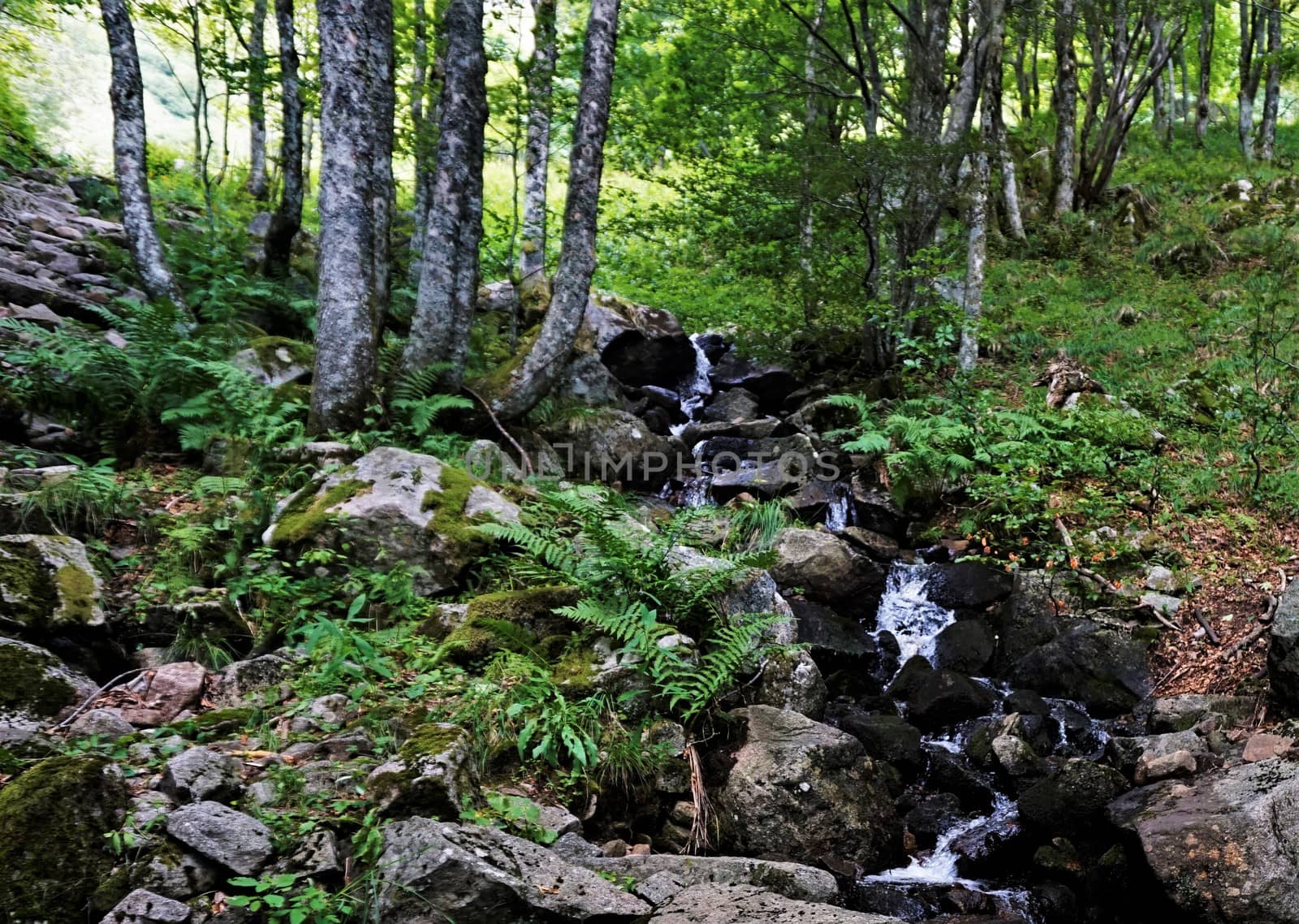 Water stream with small waterfall spotted in the forest