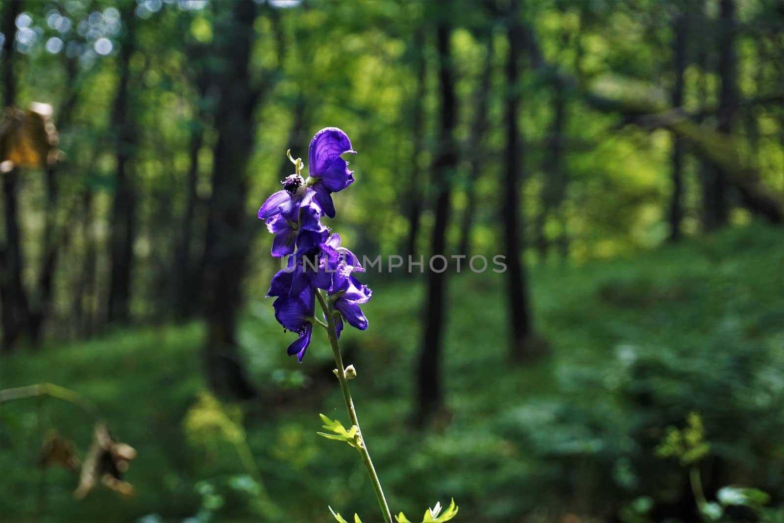 Blossom of monk's-hood spotted in a forest in the Vosges, France