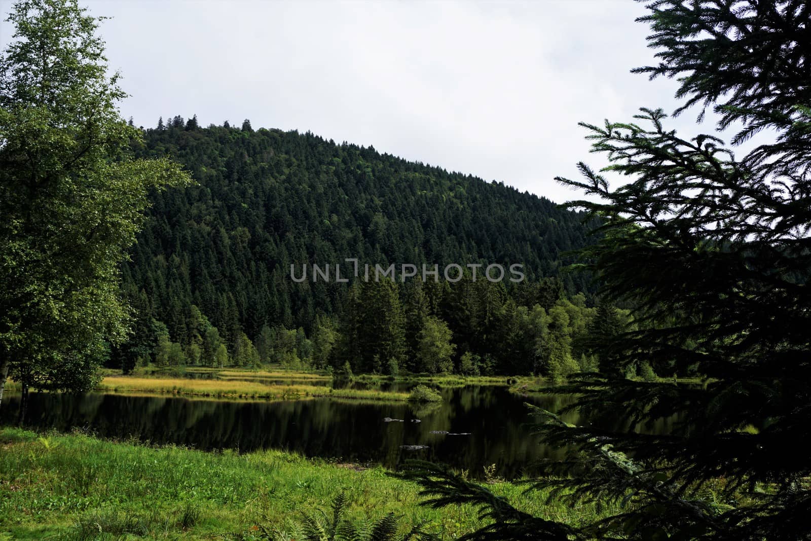 Dark water in front of dark trees at Lac de Lispach by pisces2386