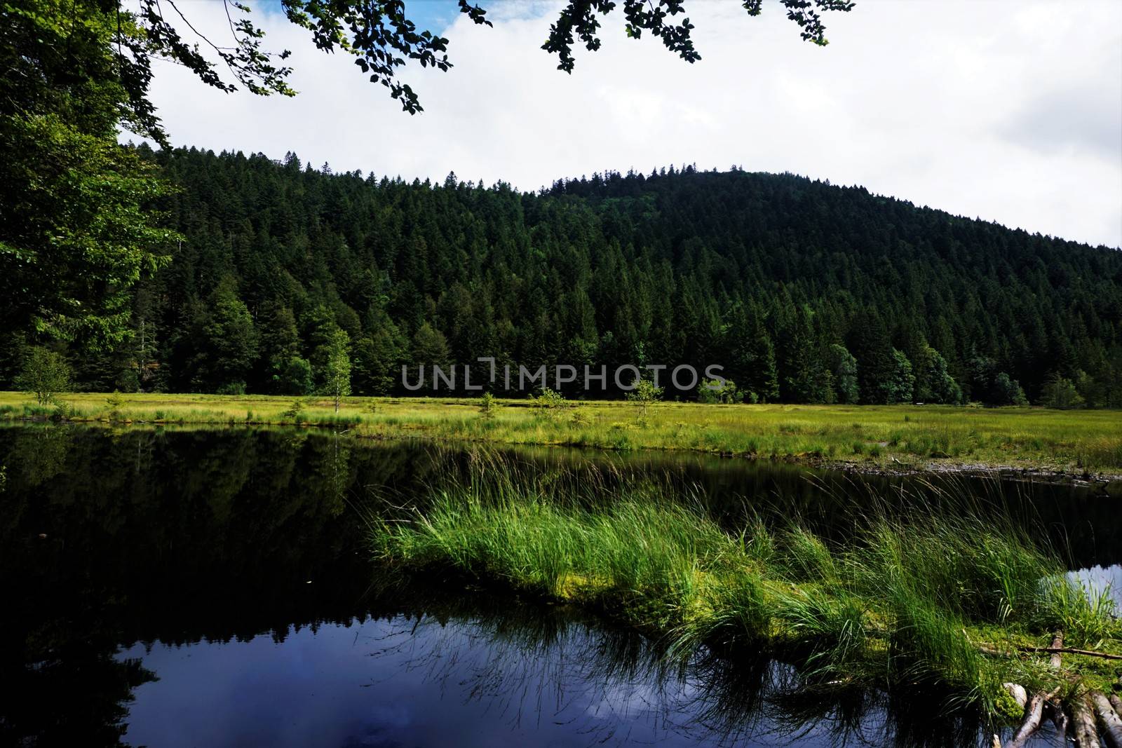 Lispach lake in La Bresse, France - peatland surrounded by hills and trees
