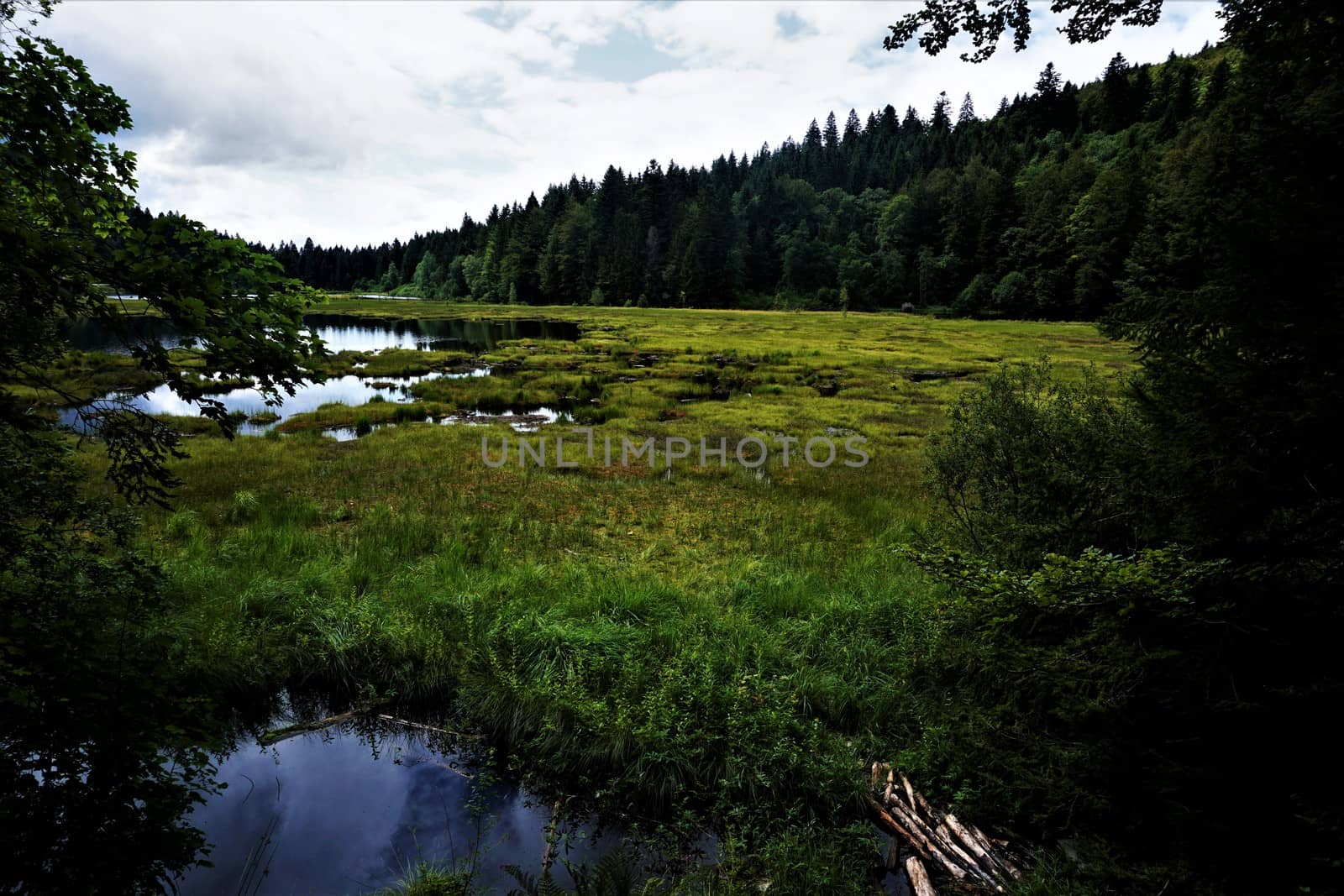 Lispach lake with black water and dark trees by pisces2386