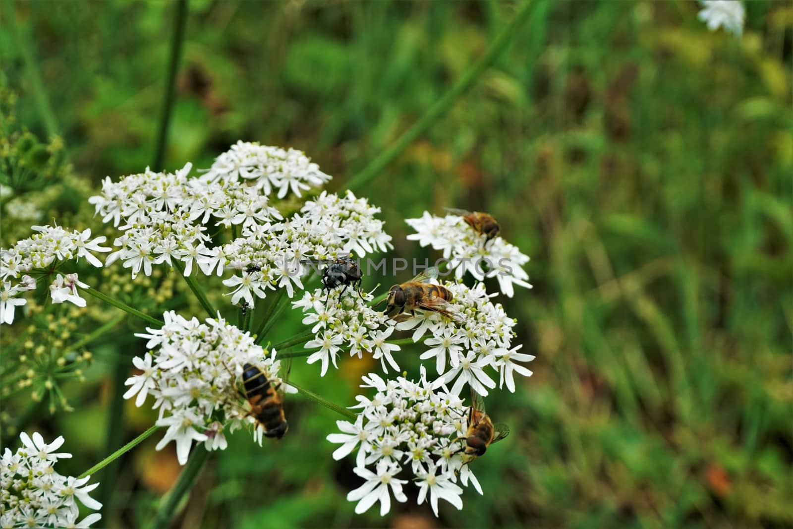 White blooming Hogweed with hoverflies spotted in La Bresse, France