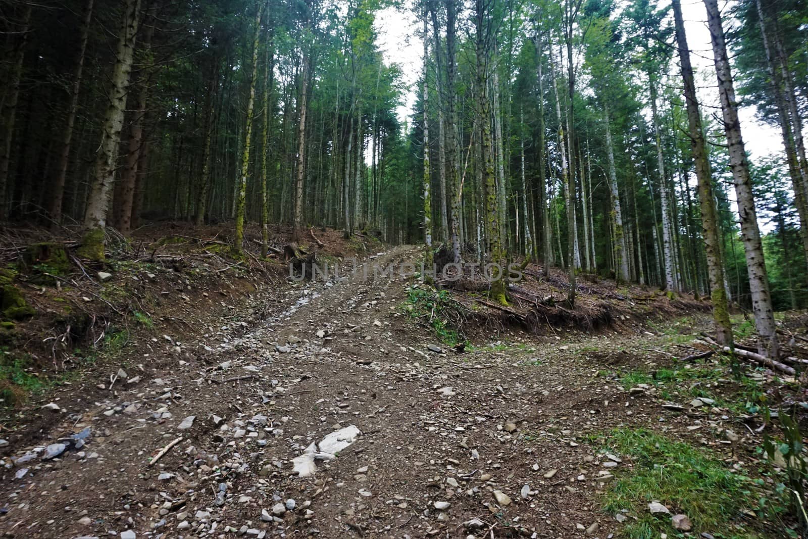 Dirt road through the forest in the Vosges near Markstein mountain by pisces2386