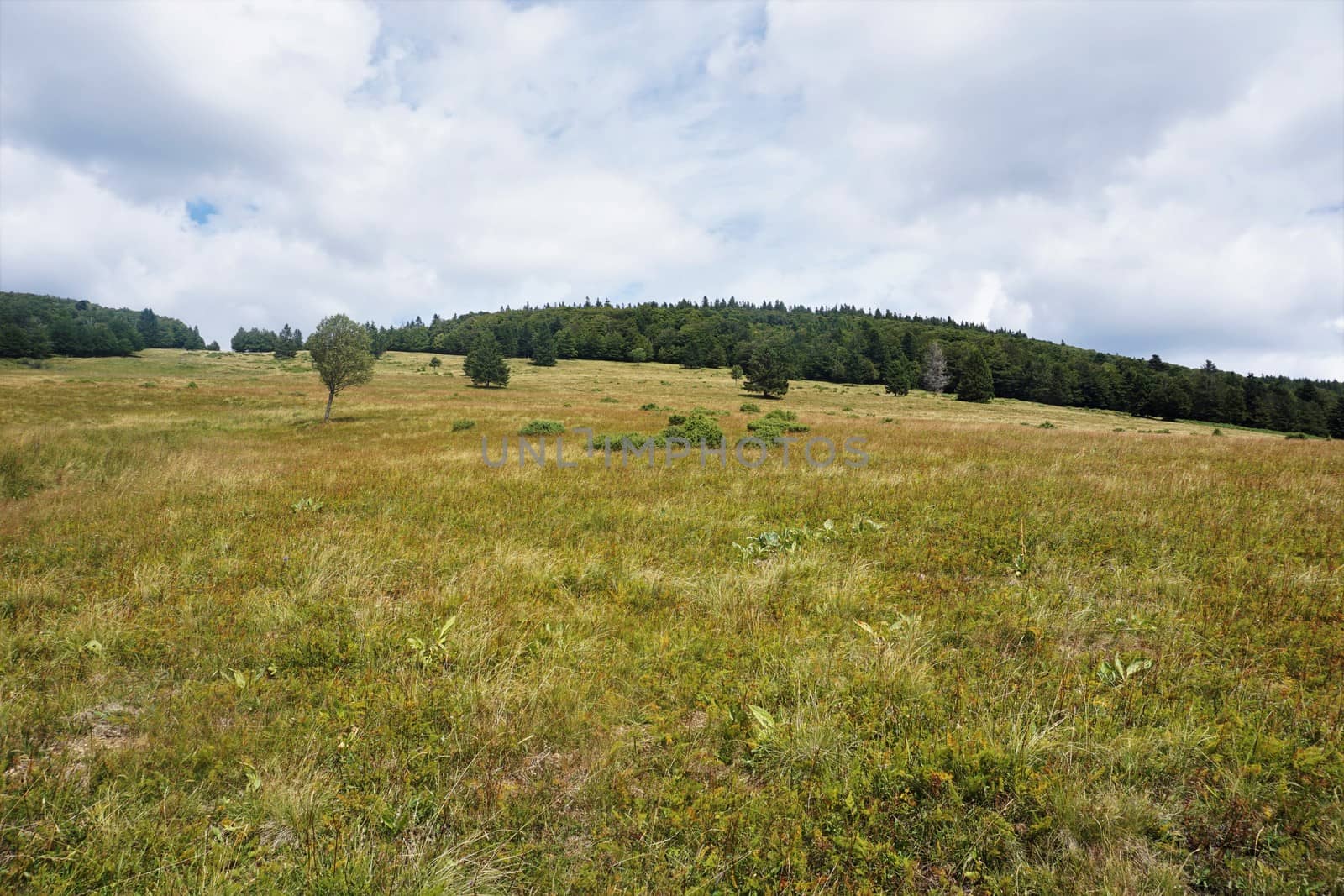 The alpine meadows in the Vosges, France are a paradise for insects