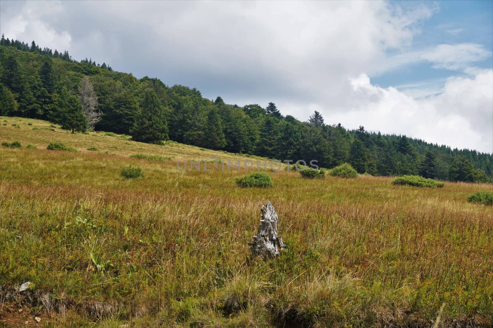 Brownish meadow with green forest blue sky and white clouds in the Vosges by pisces2386