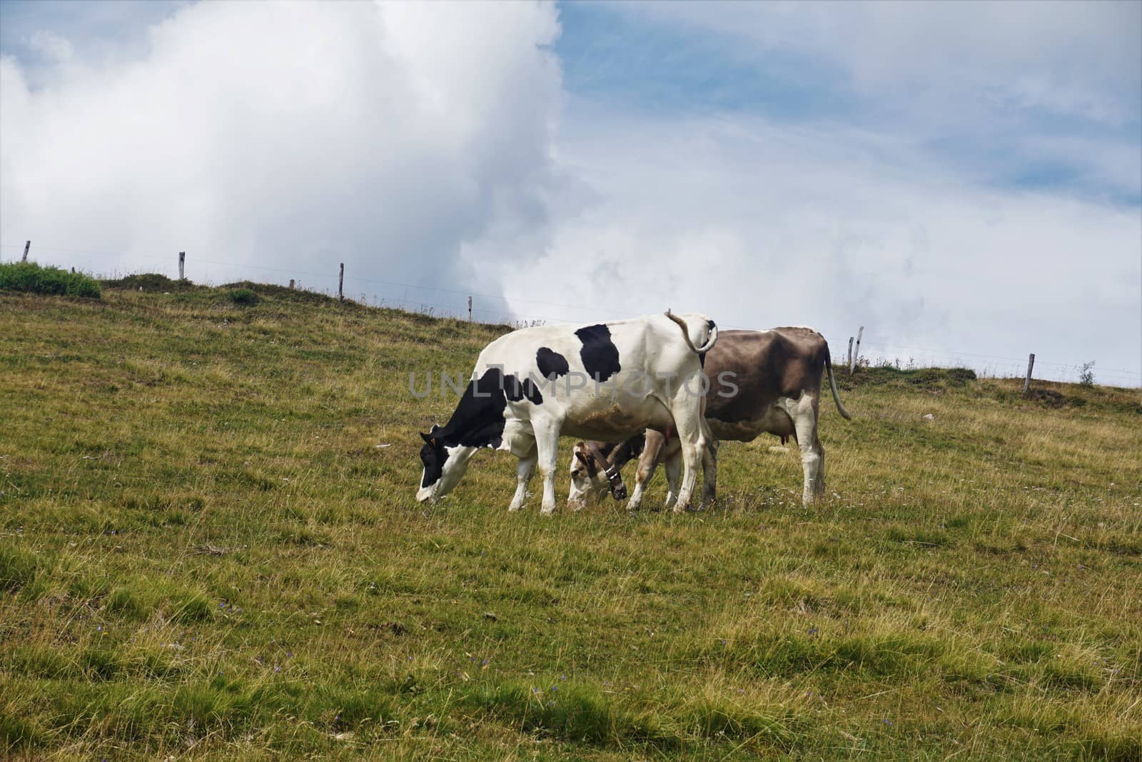 Two cows grazing on a meadow in the Markstein region at the Route of the Ridges by pisces2386