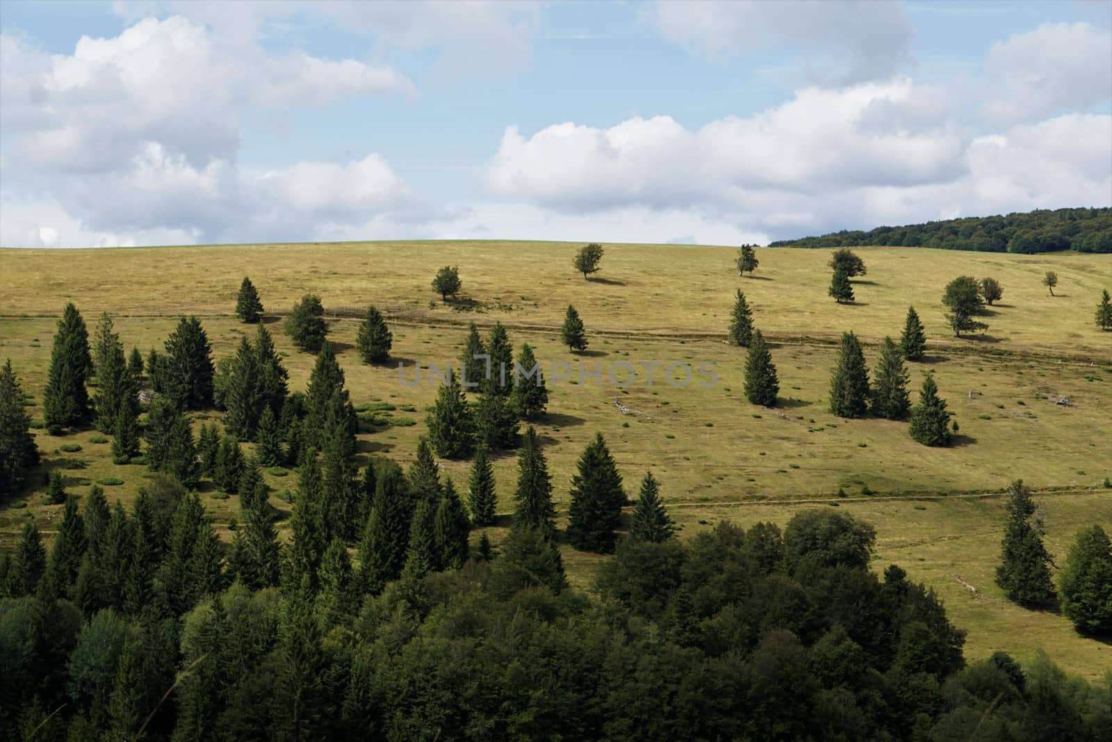 View from the flanks of Le Markstein mountain to hill with some trees by pisces2386