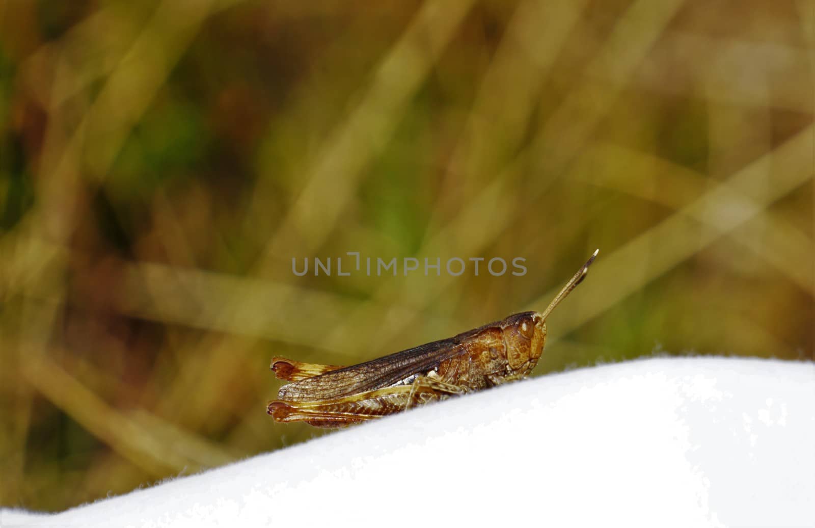 A single Chorthippus dorsatus spotted in the Vosges, France