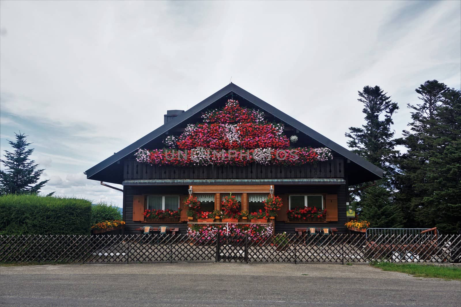 Wooden house with lots of Geranium flowers spotted in Sondernach near Schnepfenried by pisces2386