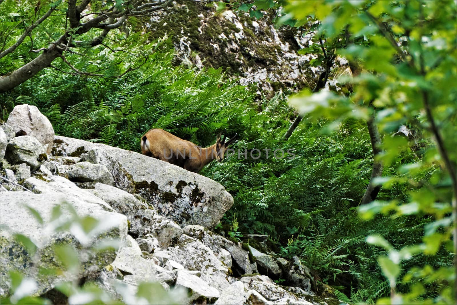 A Chamois goat-antelope spotted on a rock in the Vosges by pisces2386