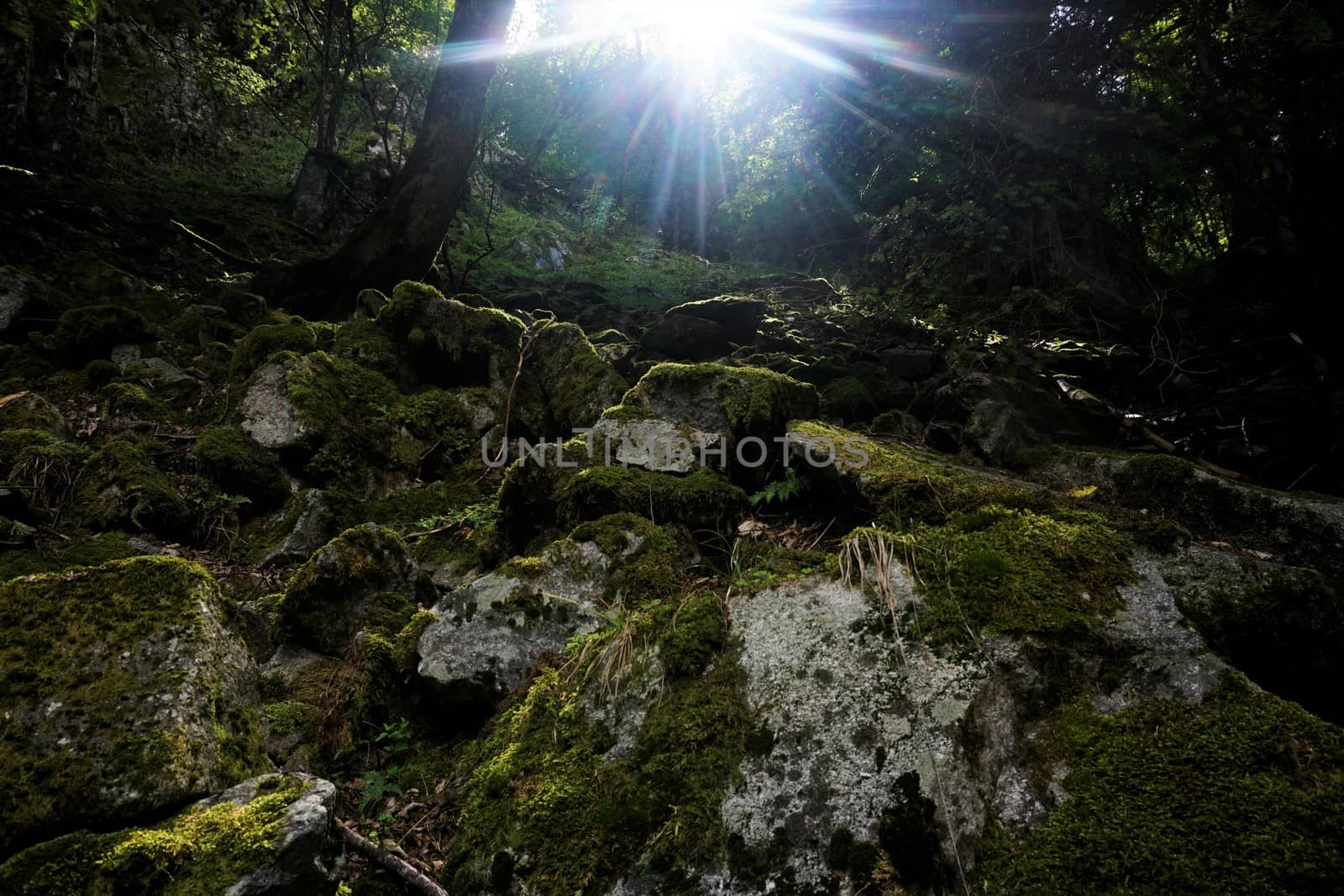 Rays of sunlight over mossy scree spotted in the Vosges, France
