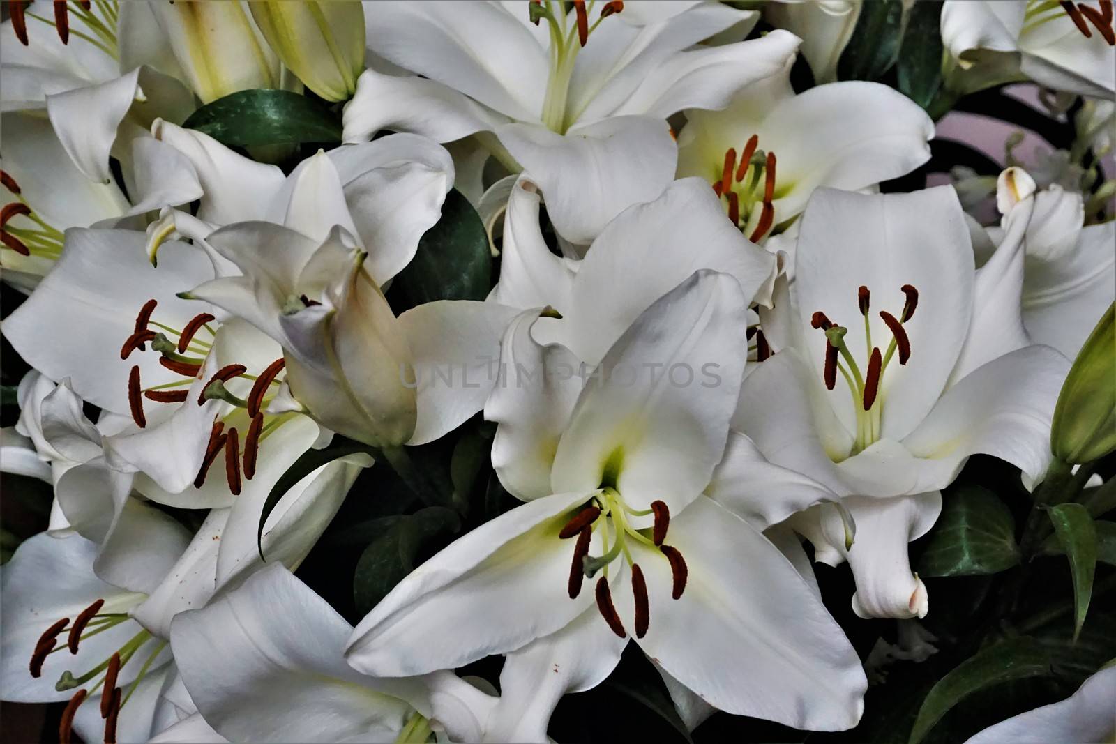 Beautiful bunch of white lily blossoms as room decoration by pisces2386