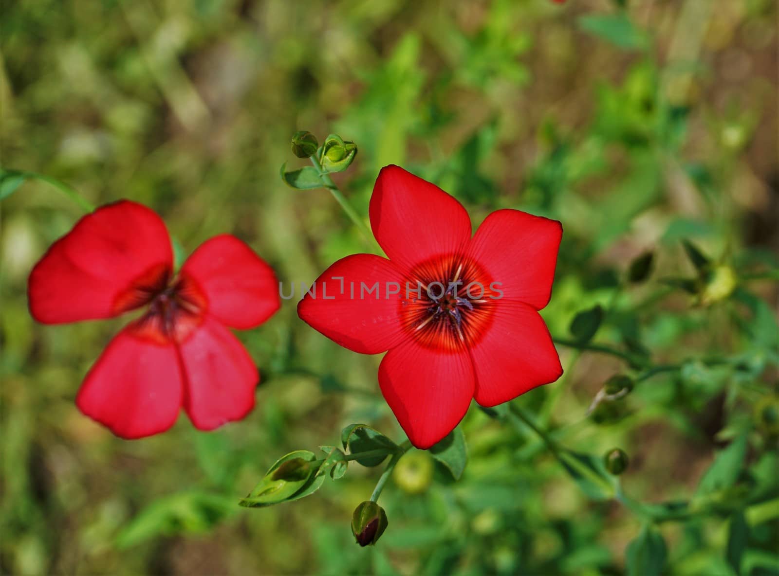 Horizontal image of a red blooming Adonis flower by pisces2386