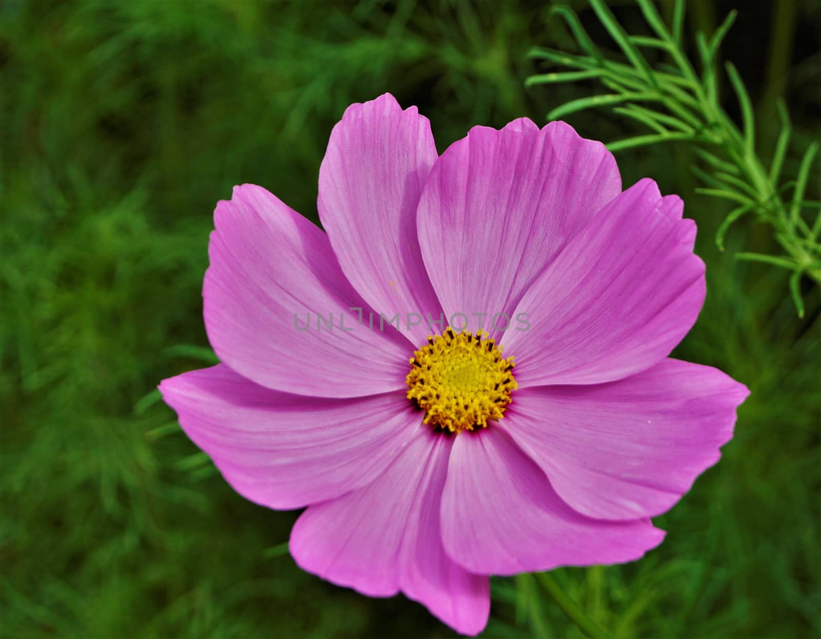 Pink blossom of the garden cosmos Cosmos bipinnatus with yellow florets by pisces2386