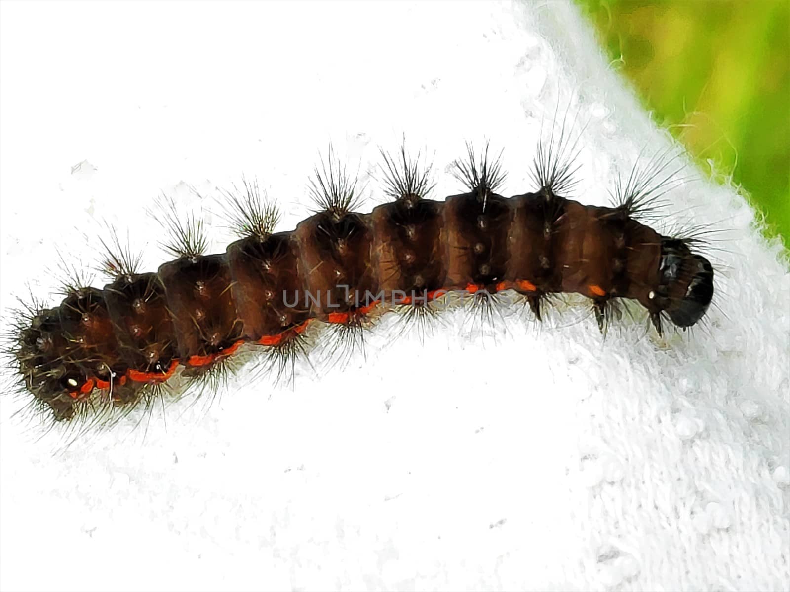 Black-brownish and orange catterpillar spotted on some wool material