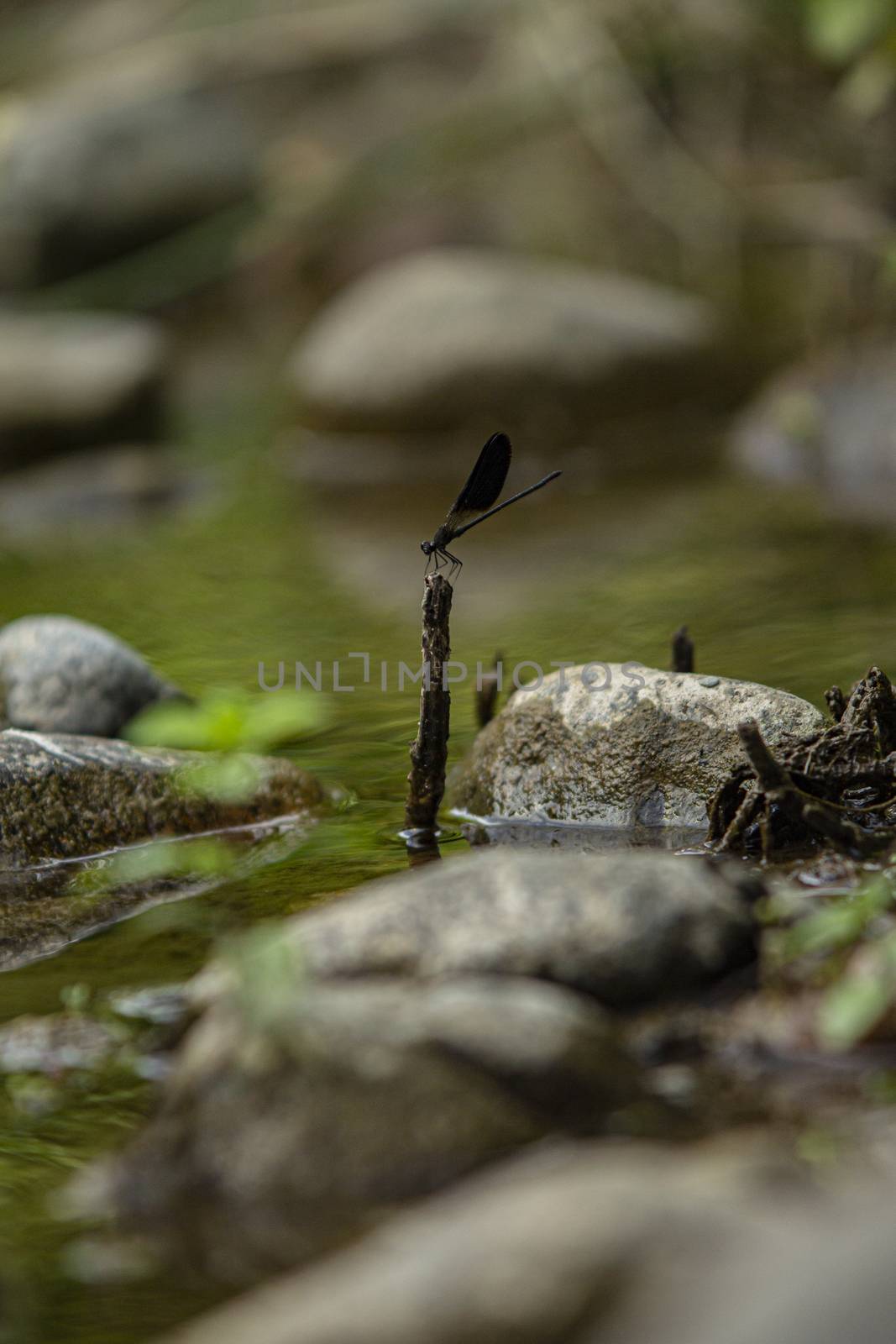 Dragonfly on the rocks of the stream 3 by pippocarlot