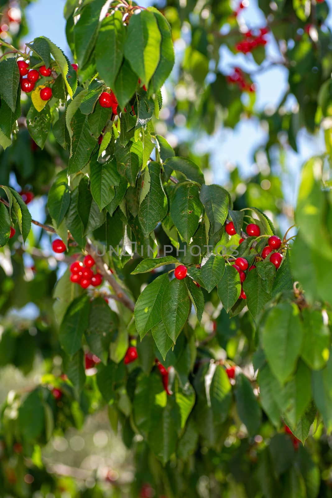 cherry branch with cherries by carfedeph