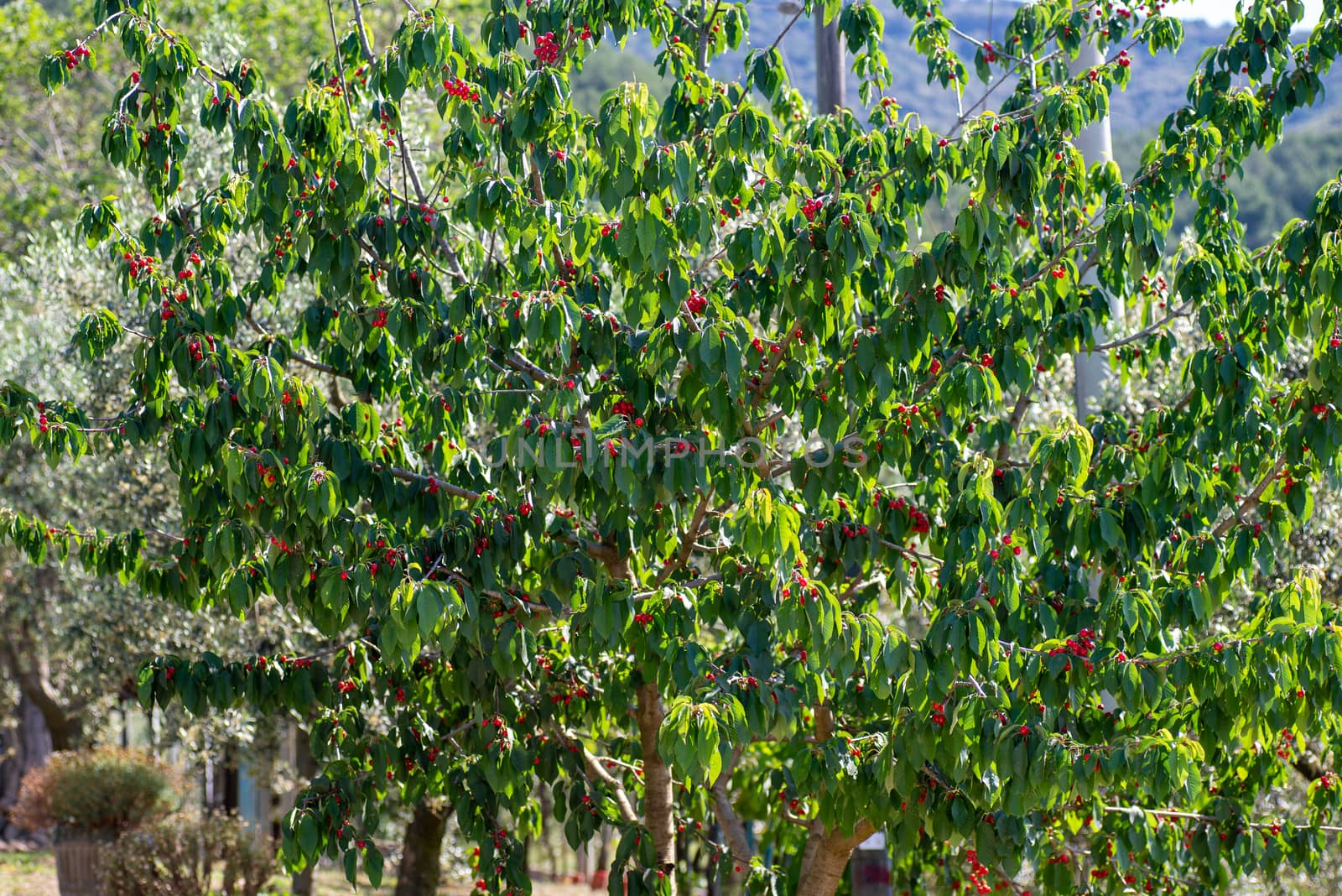 weep of freshly grown red cherries by carfedeph