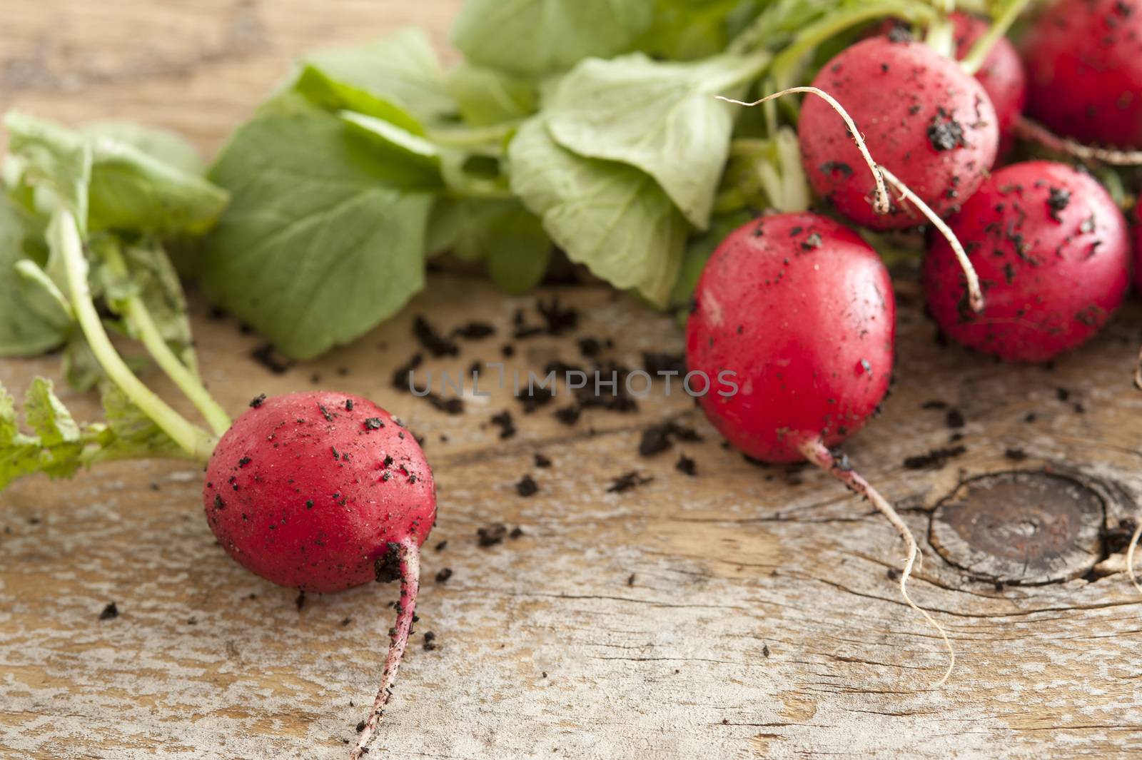 Bunch of farm fresh or homegrown radish with clinging soil on a rustic old wooden table