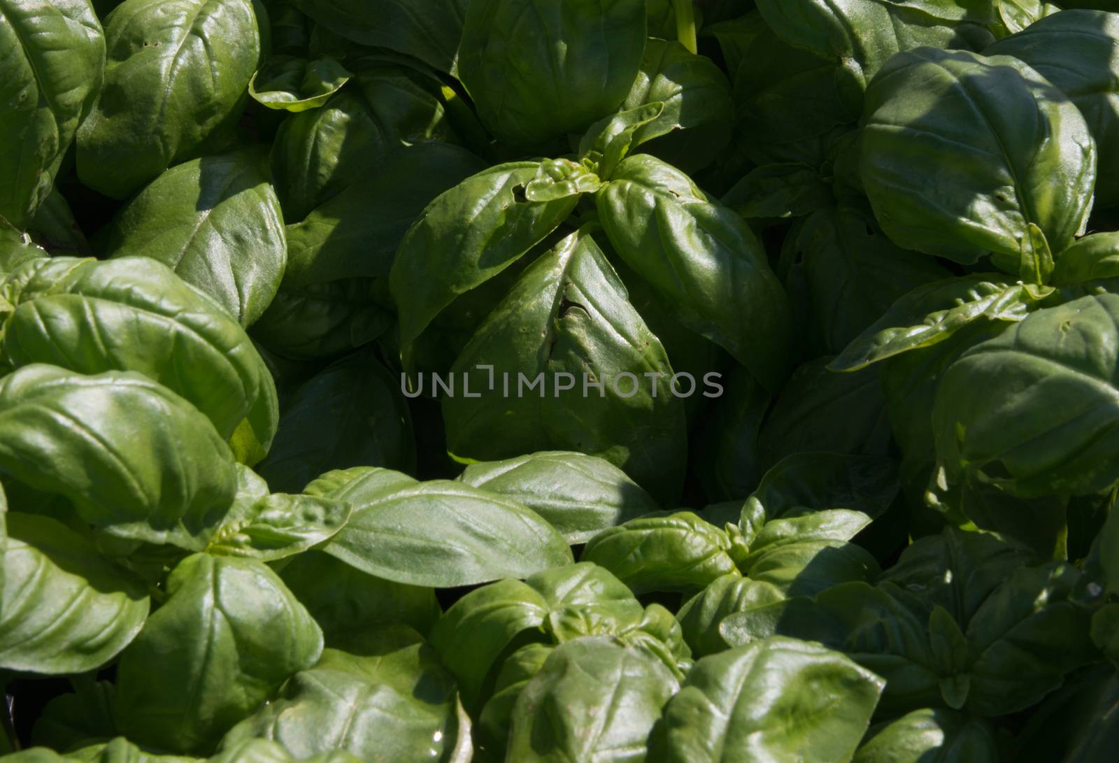 Basil culinary herb