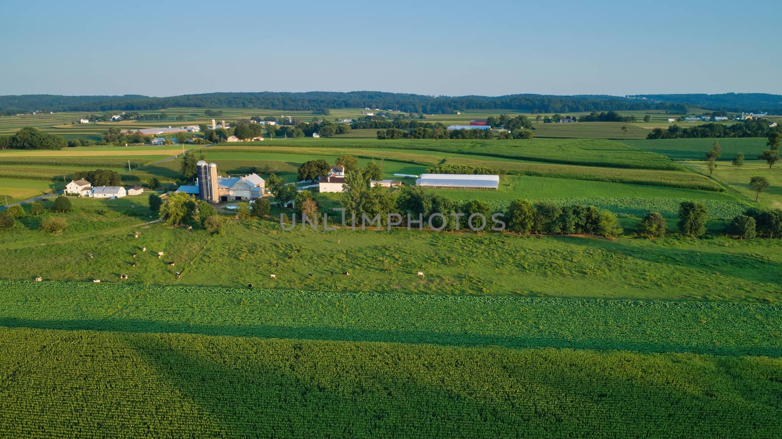 Aerial view of farm lands and corn crop and fields in late afternoon