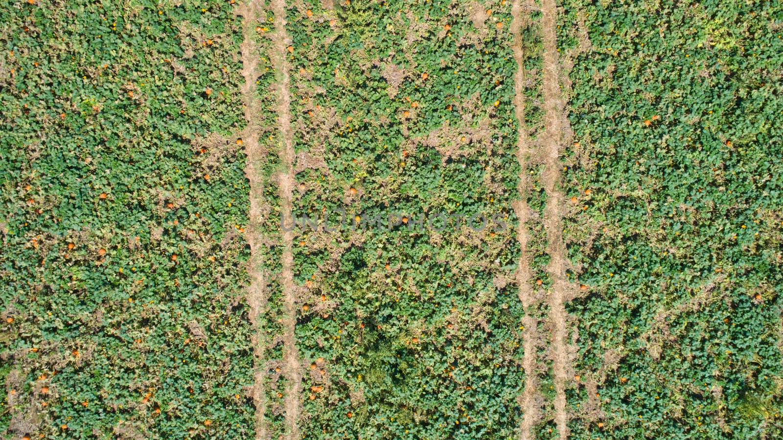 Aerial downward view of pumpkins growing in the fields on a sunny day