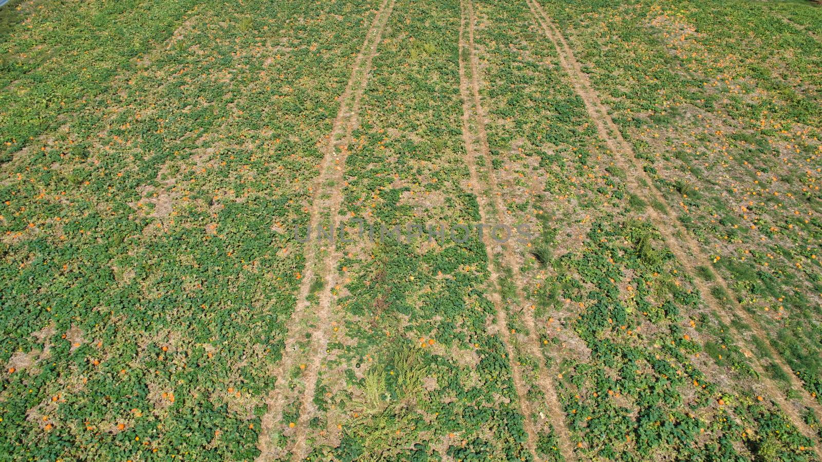 Aerial downward view of pumpkins growing in the fields on a sunny day