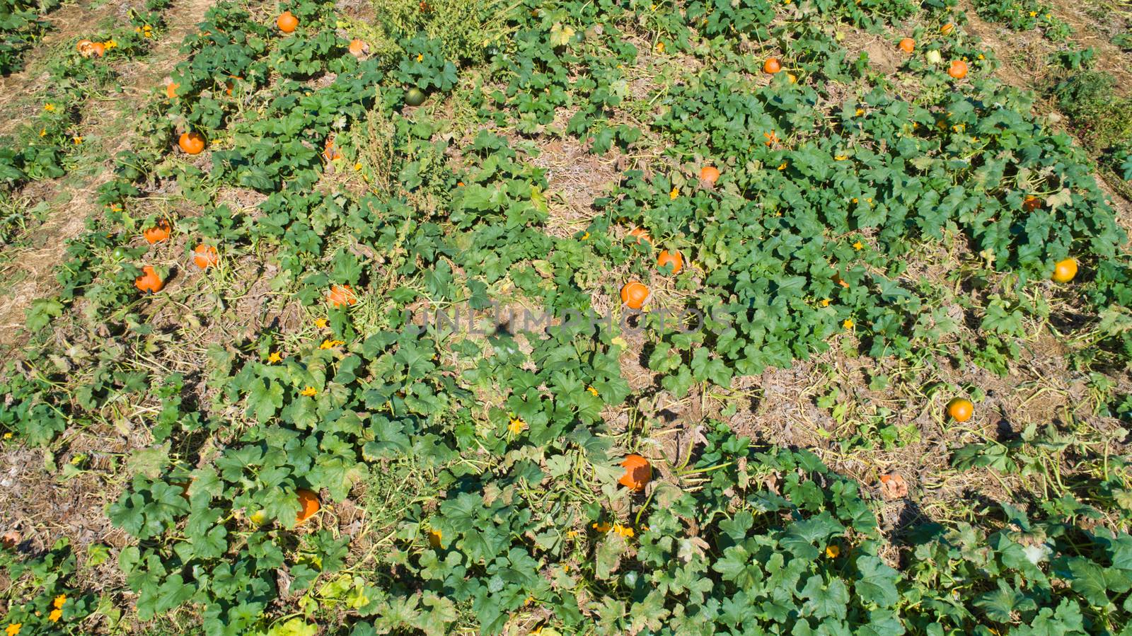 Aerial downward view of pumpkins growing in the fields on a sunny day