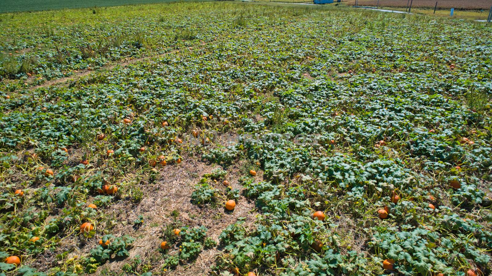 Aerial downward view of pumpkins growing in the fields on a sunny day