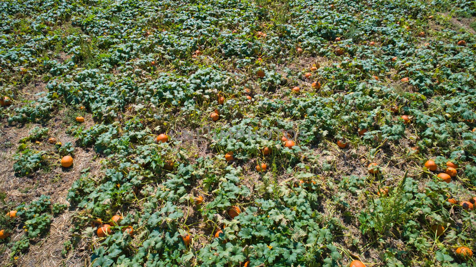 Aerial downward view of pumpkins growing in the fields on a sunny day