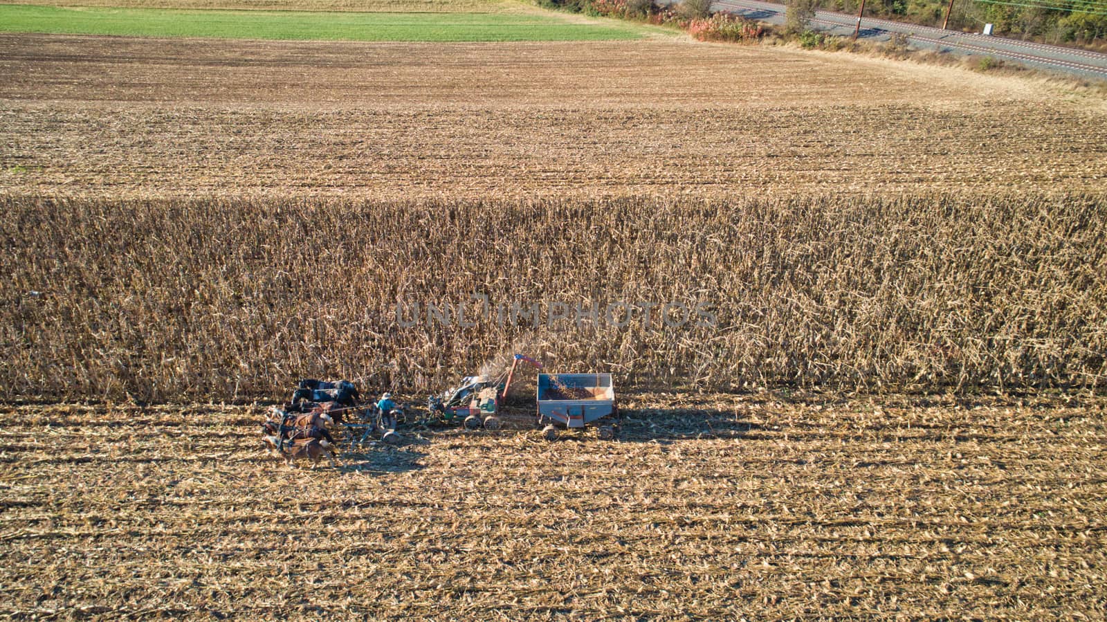 Aerial of an Amish farmer harvesting his corn with six horses pulling the harvester