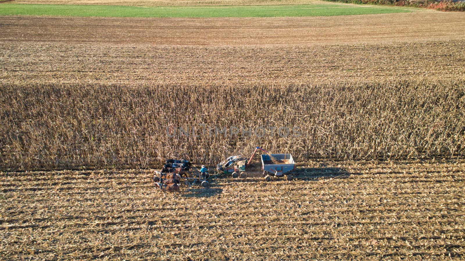 Aerial of an Amish farmer harvesting his corn with six horses pulling the harvester