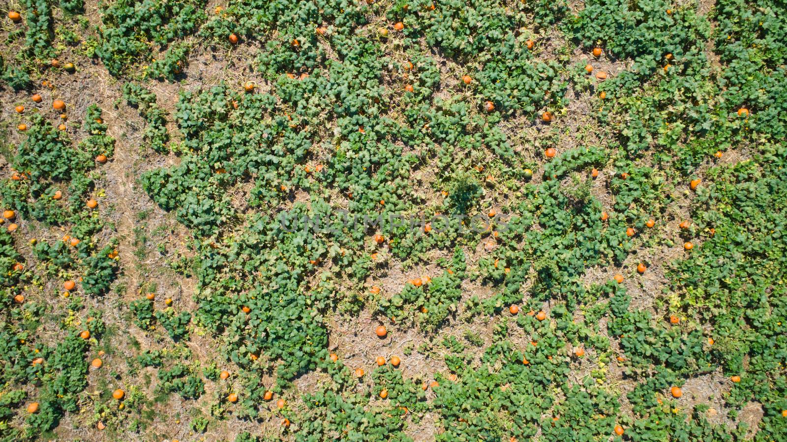 Aerial downward view of pumpkins growing in the fields on a sunny day