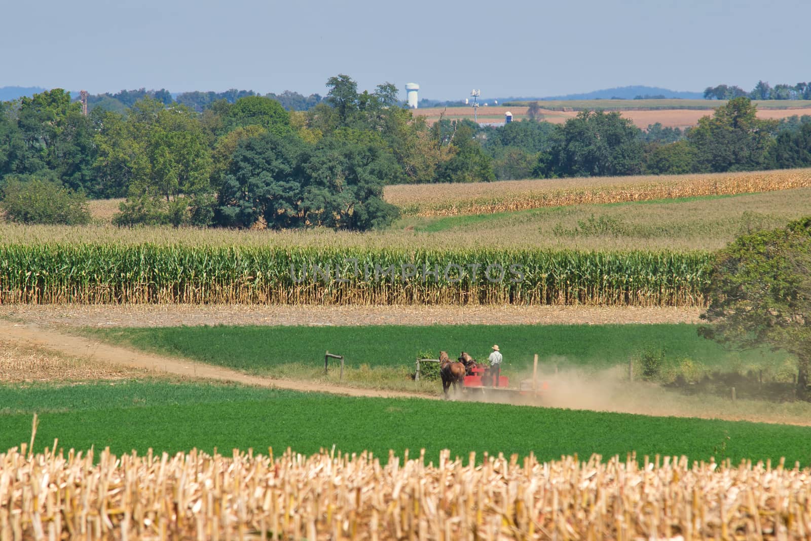 Amish family working together to harvest the corn on a sunny autumn day