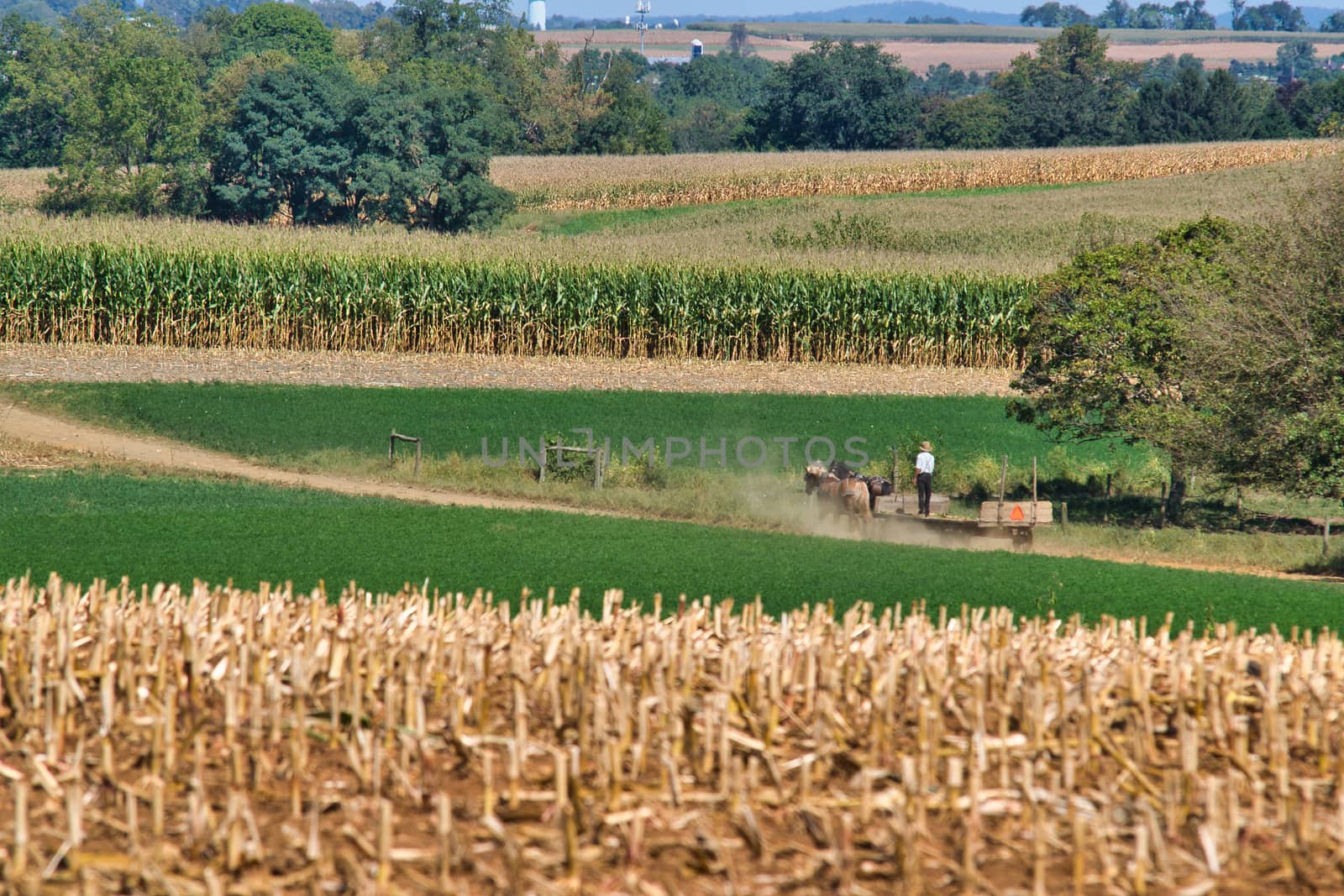 Amish family working together to harvest the corn on a sunny autumn day