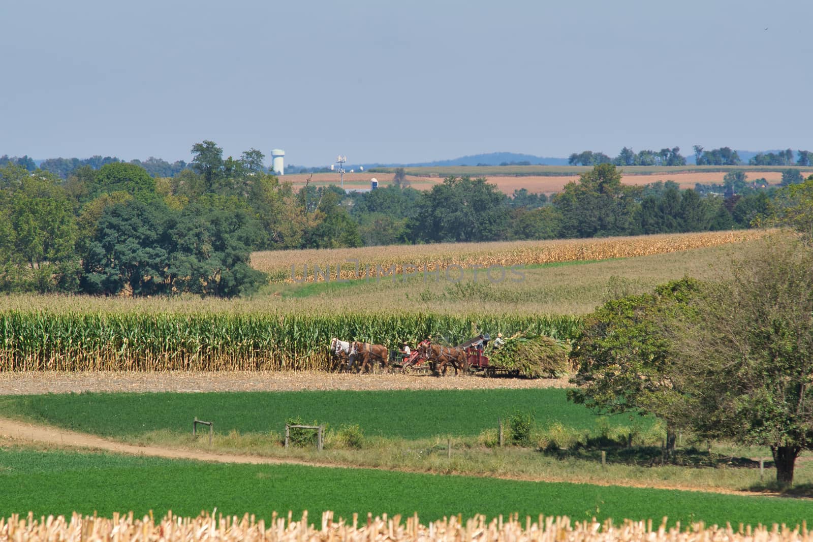 Amish family working together to harvest the corn on a sunny autumn day