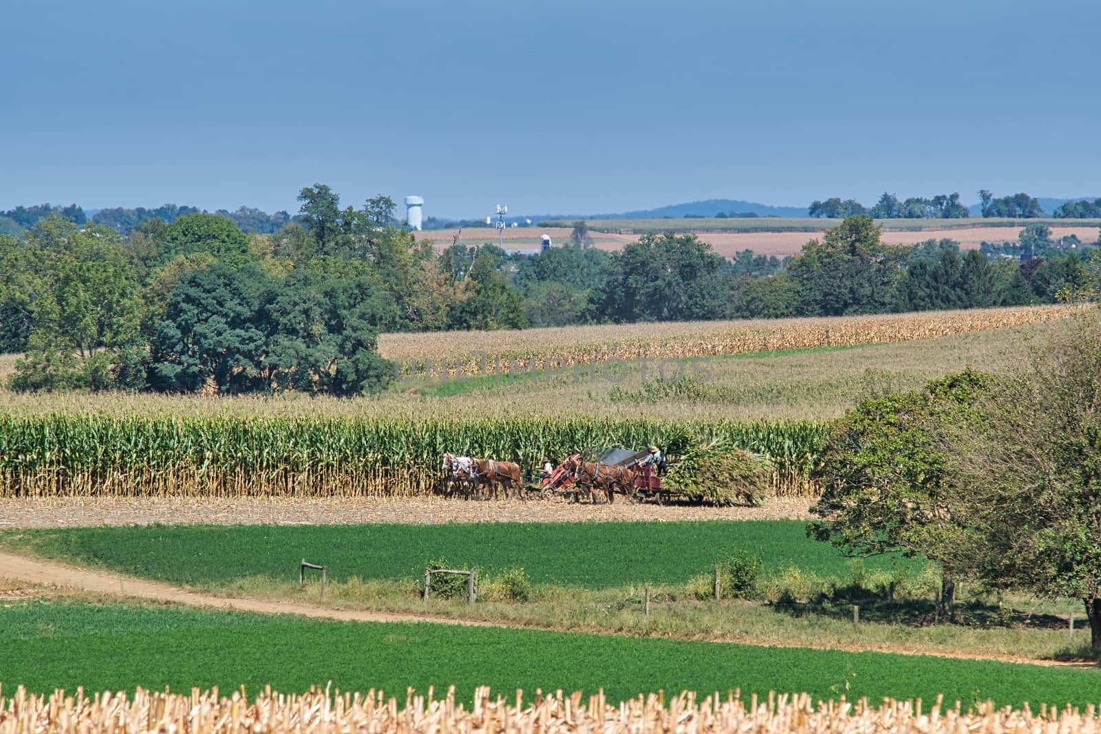 Amish family working together to harvest the corn on a sunny autumn day